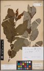 Foto von Salix caprea L.